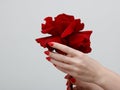 Hands with red manicure holding delicate rose close-up isolated on white. Closeup of female hands with beautiful professional Royalty Free Stock Photo