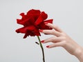 Hands with red manicure holding delicate rose close-up isolated on white. Closeup of female hands with beautiful professional Royalty Free Stock Photo
