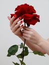 Hands with red manicure holding delicate rose close-up isolated on white. Closeup of female hands with beautiful professional Royalty Free Stock Photo