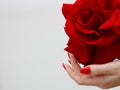 Hands with red manicure holding delicate rose close-up isolated on white. Closeup of female hands with beautiful professional Royalty Free Stock Photo