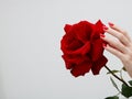 Hands with red manicure holding delicate rose close-up isolated on white. Closeup of female hands with beautiful professional Royalty Free Stock Photo