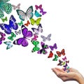 Hands releasing butterflies Royalty Free Stock Photo