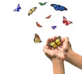 Hands Releasing Butterflies into Blank White Space Royalty Free Stock Photo