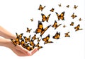 Hands releasing butterflies. Royalty Free Stock Photo