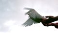 Hands releasing a dove