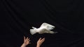 Hands releasing a white dove on black background