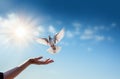 Hands releasing white doves in blue sky with sunrise during sunset. Symbol of Freedom and peace on blue background with Royalty Free Stock Photo