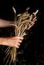 Hands and ripe wheat ears Royalty Free Stock Photo