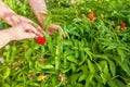 Hands ripping off tibetan strawberries, raspberries berry, harvesting