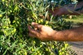 Hands of robust man taking some branches of olives loaded with many fruits due to the excellent annual harvest Royalty Free Stock Photo