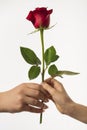 Hands with rose Royalty Free Stock Photo