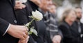 Hands, rose and a person at a funeral in a cemetery in grief while mourning loss at a memorial service. Death, flower Royalty Free Stock Photo