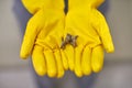 Hands in rubber gloves holding dust balls after cleaning