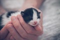 Hands safely holding a cute tiny sleeping fluffy kitten. Man`s hands holding a small kitten that is sleeping Royalty Free Stock Photo