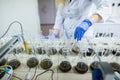 Hands of the scientist in laboratory shake a glass flasks with dissolved samples of the soil. Agrochemical examination of soil to Royalty Free Stock Photo