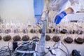 Hands of the scientist in laboratory shake a glass flasks with dissolved samples of the soil. Agrochemical examination of soil to Royalty Free Stock Photo