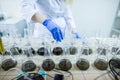 Hands of the scientist in laboratory shake a glass flasks with dissolved samples of the soil. Agrochemical examination of soil to Royalty Free Stock Photo