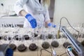 Hands of the scientist in laboratory shake a glass flasks with dissolved samples of the soil. Agrochemical examination of soil to Royalty Free Stock Photo