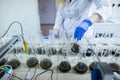 Hands of the scientist in laboratory shake a glass flasks with dissolved samples of the soil. Agrochemical examination of soil to Royalty Free Stock Photo