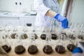 Hands of the scientist in laboratory shake a glass flasks with dissolved samples of the soil. Agrochemical examination of soil to Royalty Free Stock Photo