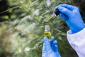 The hands of scientists dropping marijuana oil for experimentation and research, ecological hemp plant herbal pharmaceutical cbd