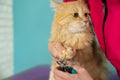 hands scissors claws cat, doctor shearing cat& x27;s claws. Professional pet care Royalty Free Stock Photo