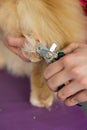 hands scissors claws cat, doctor shearing cat& x27;s claws. Professional pet care Royalty Free Stock Photo