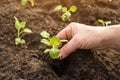 Hands seeding plants in garden in sunlight close up. New life concept