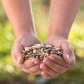 Hands with seeds. Seeding green manure. Planting season
