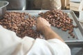 Hands sellect cocoa beans Royalty Free Stock Photo