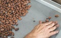 Hands sellect cocoa beans Royalty Free Stock Photo