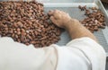 Hands sellect cocoa beans Royalty Free Stock Photo