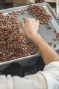 Hands sellect cocoa beans Royalty Free Stock Photo