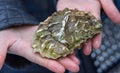 In the hands of the seller is a fresh delicious juicy oyster