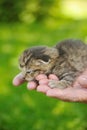 Hands of senior holding little kitten