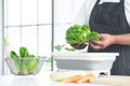 Hands of senior man washing and rubbing lettuce at home. Vegetables soak with water in basin. White radish, green vegetables,