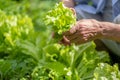 Hands of a senior picking lettuce, vibrant garden setting. Image suits themes of growth and health. Spring in the garden