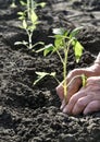 Hands of senior woman, planting a tomato seedling in the vegetable garden Royalty Free Stock Photo