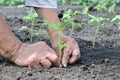 Hands of senior woman planting a tomato seedling Royalty Free Stock Photo