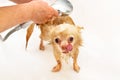 Hands of a senior woman wash her pet and hold a shower tap with a stream of water. A small beige chihuahua dog is washed Royalty Free Stock Photo