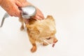 Hands of a senior woman wash her pet and hold a shower tap with a stream of water. A small beige Chihuahua dog is washed Royalty Free Stock Photo