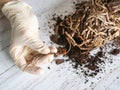 Hands separates damaged diseased orchid roots on a table, close-up. Close up of diseased roots of Orchid. Plant needs a transplant