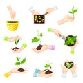 Hands Setting Plants and Green Seedling in Flower Pot Vector Set Royalty Free Stock Photo