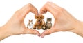 Hands shape a heart around pets Royalty Free Stock Photo