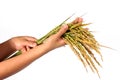 Hands and a sheaf of rice