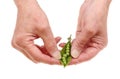 Hands shelling peas Royalty Free Stock Photo
