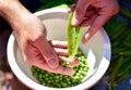 Shelling fresh green homegrown garden peas for healthy, organic eating Royalty Free Stock Photo