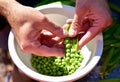 Shelling fresh green homegrown garden peas for healthy, organic eating Royalty Free Stock Photo