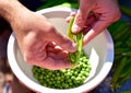 Shelling fresh green homegrown garden peas for healthy, organic eating