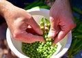 Shelling fresh green homegrown garden peas for healthy, organic eating